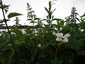 Close-up of white flowering plants against sky