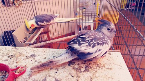 Close-up of two birds in cage