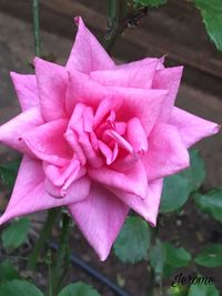 Close-up of pink flower blooming outdoors