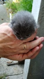 Close-up of hand holding cat