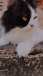 Close-up of a cat looking away