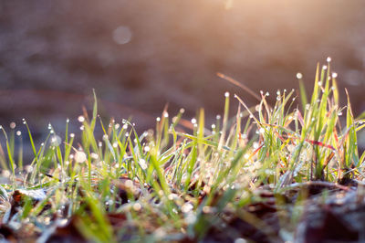 Grass and dew