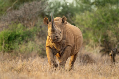 Black rhino