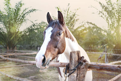 Horse standing in ranch