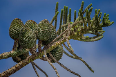Close-up of succulent plant against blue sky