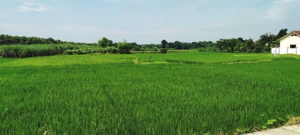 Scenic view of agricultural field against sky