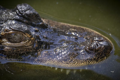 Close-up of turtle in sea