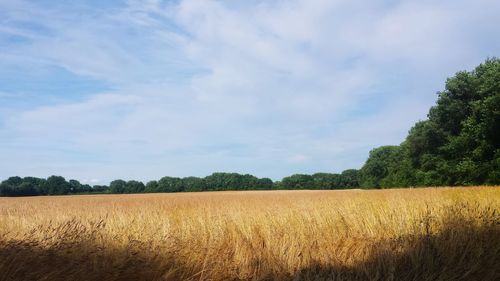 Scenic view of agricultural field against sky