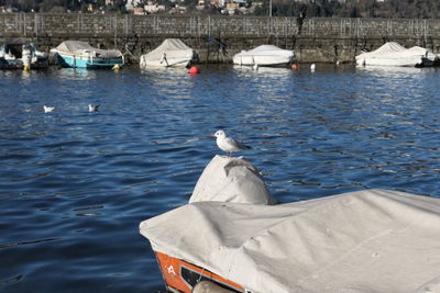 Seagull perching on a boat in a lake