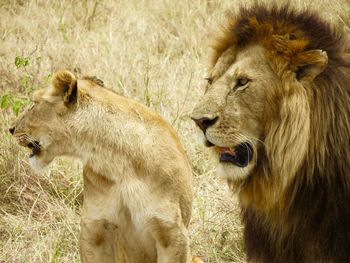 Close-up of lion in zoo