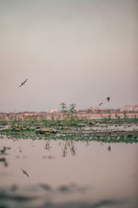 View of birds flying against the sky