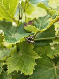 Close-up of insect on leaf