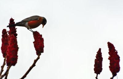 Bird perching on plant against clear sky