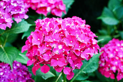 Close-up of pink hydrangea flowers in park