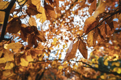 Low angle view of maple leaves on tree