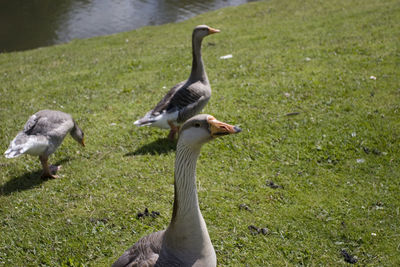 Ducks on grassy field