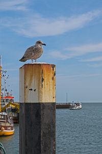 Seagull perching on wooden post by sea against sky