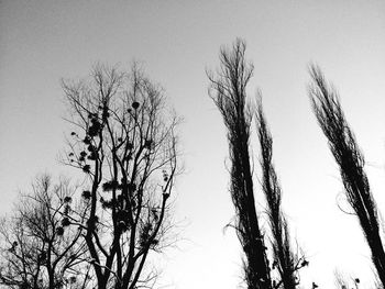 Low angle view of bare trees