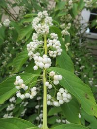 Close-up of white flowering plant