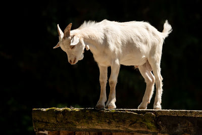 White horse standing on wood