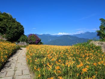 Scenic view of flowering plants against blue sky