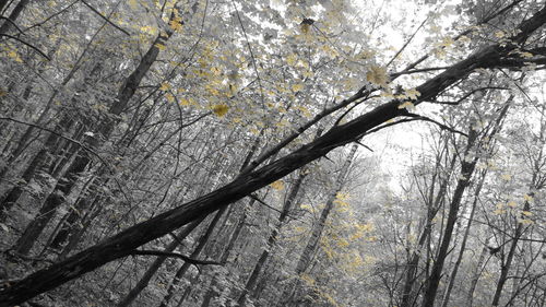 Low angle view of trees in forest