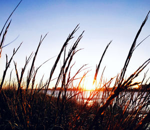 Close-up of silhouette plants on field against sky during sunset