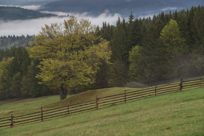 Spring mountain view of the foggy forest, in bucovina