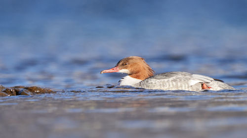 Close-up of a bird