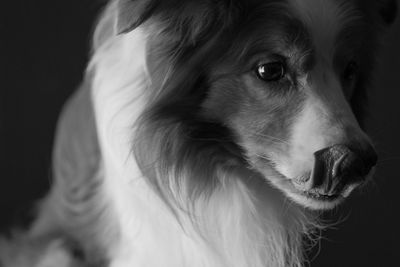 Close-up of a dog looking away