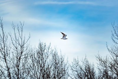 Flying in blue sky