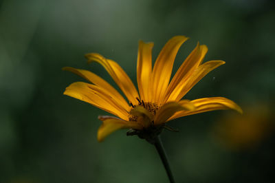 Close-up of yellow flower against blurred background