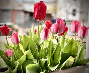 Close-up of pink tulips