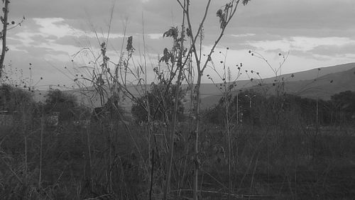 Scenic view of grass against sky