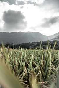 Plants growing on field against sky