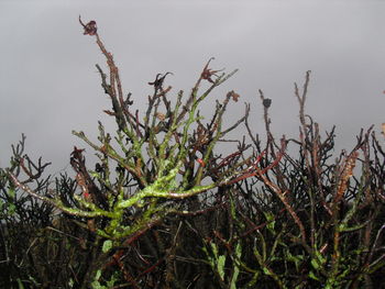 Close-up of snow on plant