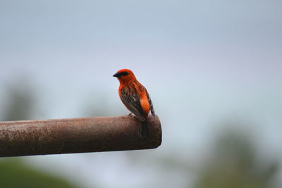 Bird perching on white background