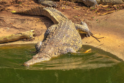 High angle view of crocodile in lake