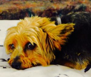 Close-up of dog relaxing