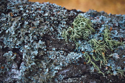 Close-up of lichen growing on tree trunk