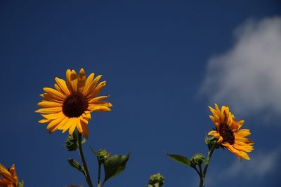 Close-up of sunflower blooming against clear sky