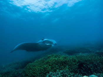 Manta ray swimming in sea