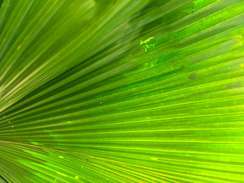 Full frame shot of palm tree leaves