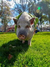 Large pet pig in a field 