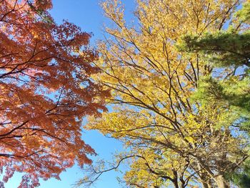 Low angle view of tree against sky