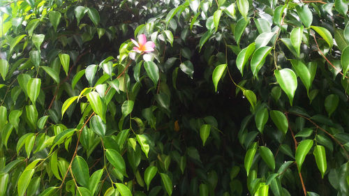 Close-up of flowering plants on field