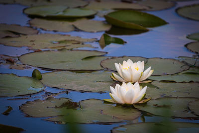 White water lilies - nymphaea alba - blooming on a lake, colchester, england, uk