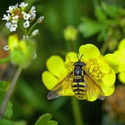 Close-up of insect on yellow flower