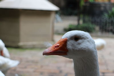 Close-up of duck