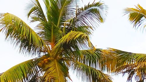 Low angle view of palm trees against sky